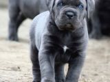 A Kalite Estetikli Ve Estetiksiz Cane Corso Yavrular