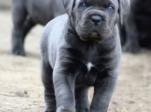 A Kalite Estetikli Ve Estetiksiz Cane Corso Yavrular görsel