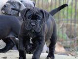 A Kalite Estetikli Ve Estetiksiz Cane Corso Yavrular