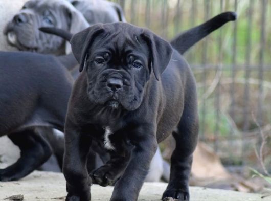 A Kalite Estetikli Ve Estetiksiz Cane Corso Yavrular görsel