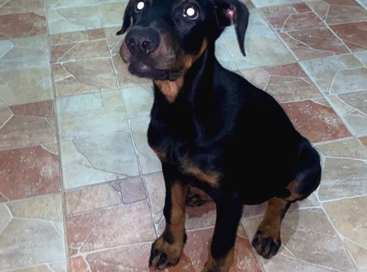 Yawru Dişi Doberman görsel