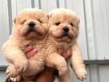 Safkan chow chow yavrularımız