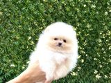 Pomeranian Boo Tedy Bear