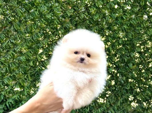 Pomeranian Boo Tedy Bear görsel