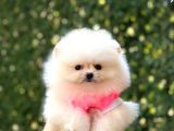 Pomeranian Boo Tedy Bear