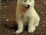 Samoyed Bebekler