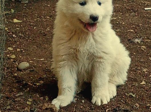 Samoyed Bebekler görsel