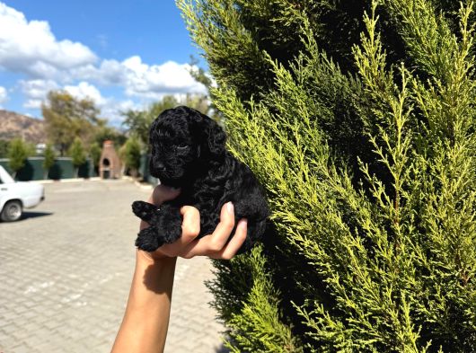 Özel Renk Poodle Bebeğim Yeni Yuvasını Arıyor görsel