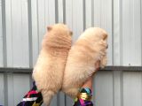Safkan Chow Chow Yavrularımız