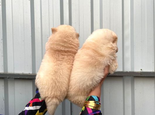 Safkan Chow Chow Yavrularımız görsel