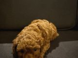 2 Aylık Erkek Anne Baba Toy Poodle