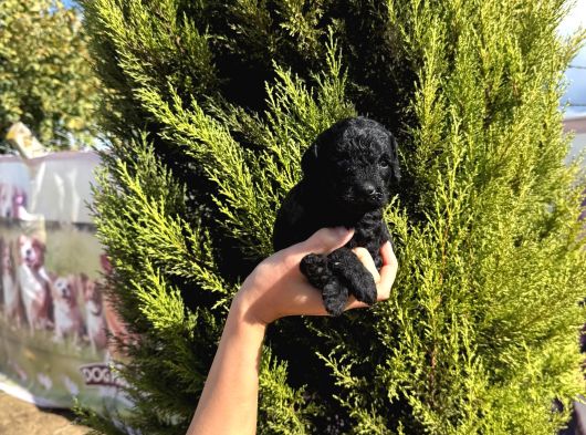 Özel Renk Poodle Bebeğim Yeni Yuvasını Arıyor görsel