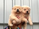 Safkan Chow Chow Yavrularımız