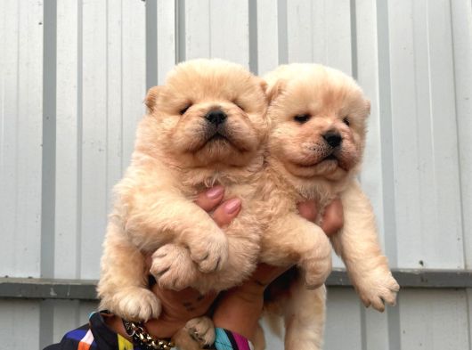 Safkan Chow Chow Yavrularımız görsel