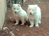 Samoyed Bebekler