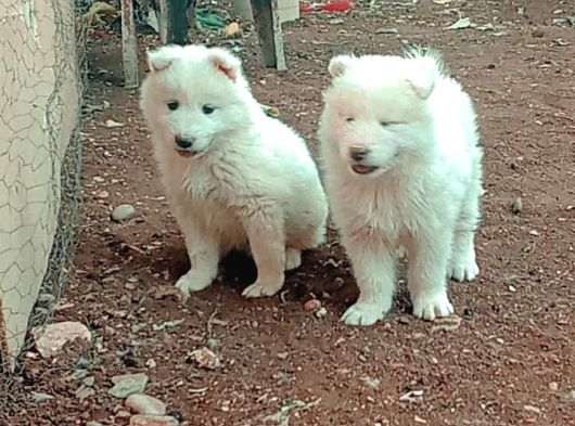 Samoyed Bebekler görsel