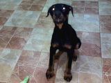 Yawru dişi doberman