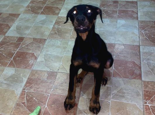Yawru Dişi Doberman