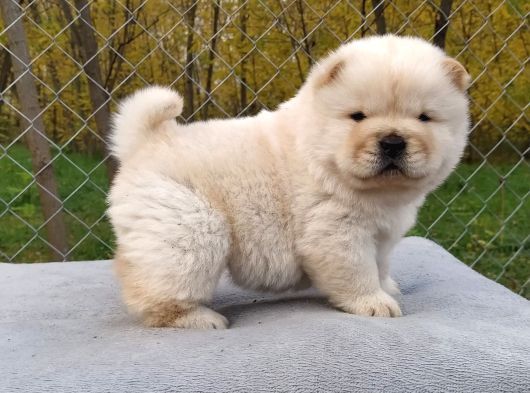 Chow Chow Bebekler görsel