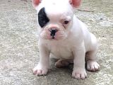 Safkan Fransiz Bulldog Yavrulari