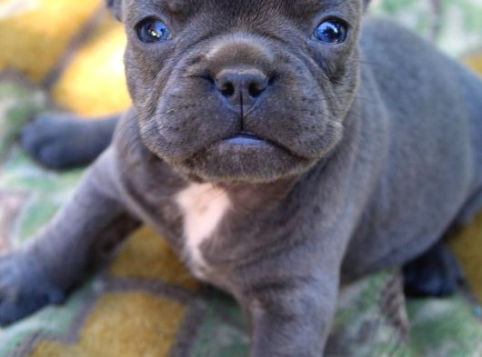 Safkan Fransiz Bulldog Yavrulari görsel