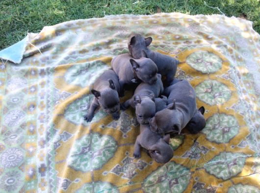 Safkan Fransiz Bulldog Yavrulari görsel