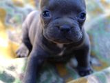 SAFKAN FRANSIZ BULLDOG YAVRULARI