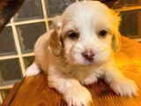 Ev Doğumu Maltipoo Bebeğimiz