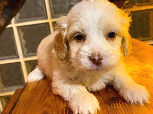 Ev Doğumu Maltipoo Bebeğimiz görsel