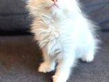 British Longhair Yavrumuz