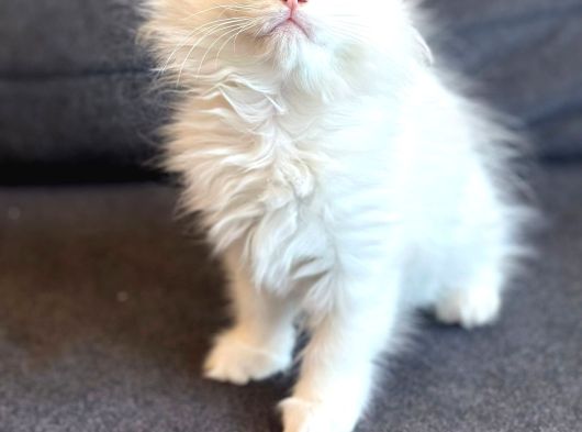 British Longhair Yavrumuz görsel