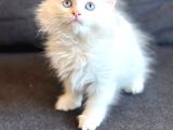 British longhair yavrumuz