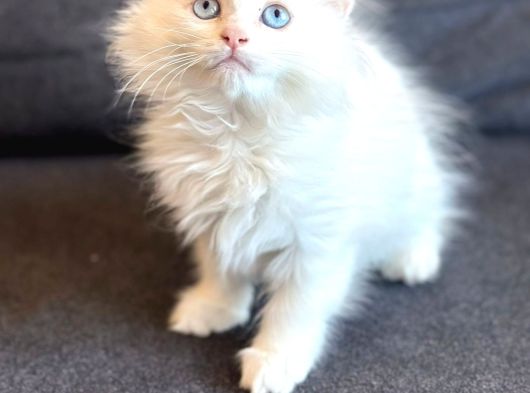 British Longhair Yavrumuz