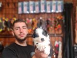 Zeki ve Enerjik Border Collie Yavruları Yeni Yuvalarını Arıy