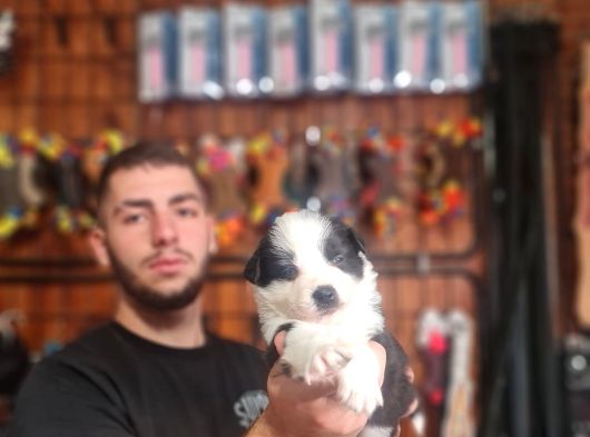 Zeki Ve Enerjik Border Collie Yavruları Yeni Yuvalarını Arıy