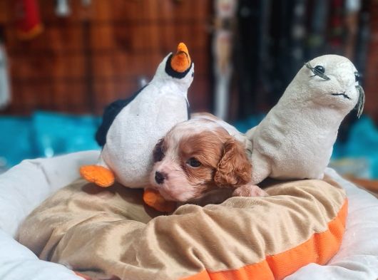 Güzellik Ve Uysallık Bir Arada King Charles Cavalier görsel