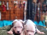 Sağlıklı Güçlü Ve Sevecen Amerikan Buldog Yavruları Burkemde