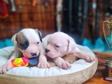 Sağlıklı Güçlü Ve Sevecen Amerikan Buldog Yavruları Burkemde