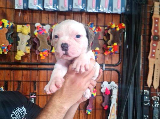 Sağlıklı Güçlü Ve Sevecen Amerikan Buldog Yavruları Burkemde görsel