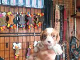 Güzellik Ve Uysallık Bir Arada King Charles Cavalier