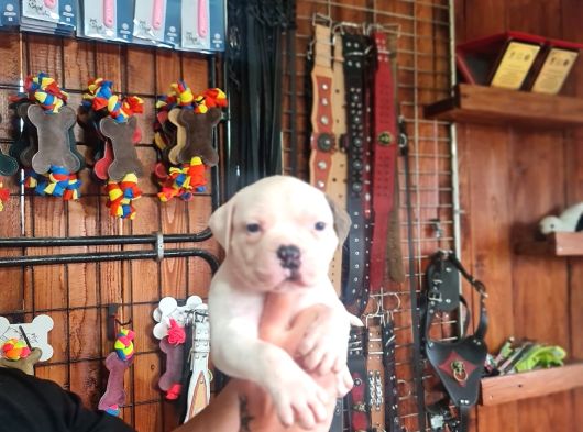 Sağlıklı Güçlü Ve Sevecen Amerikan Buldog Yavruları Burkemde