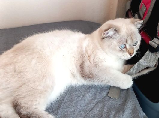 9 Aylık Dişi Orjinal görsel
