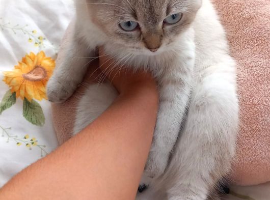 9 Aylık Dişi Orjinal görsel