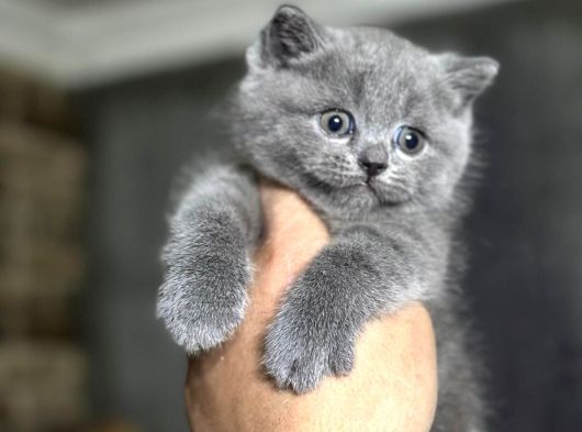 British Shorthair görsel