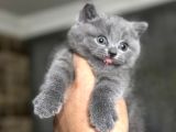 British shorthair