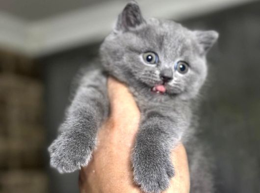 British Shorthair