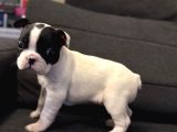 Sağlıklı 2 aylık french bulldog yavrularımız