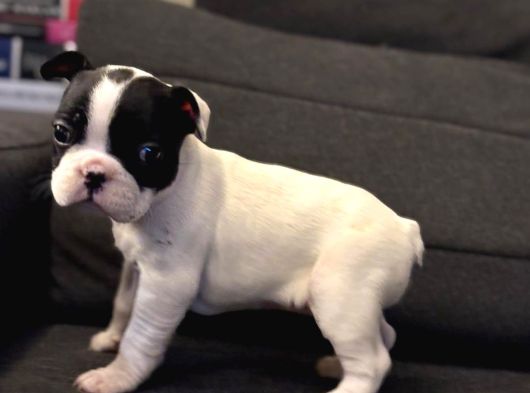 Sağlıklı 2 Aylık French Bulldog Yavrularımız