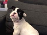 Sağlıklı 2 Aylık French Bulldog Yavrularımız