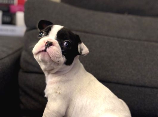 Sağlıklı 2 Aylık French Bulldog Yavrularımız görsel
